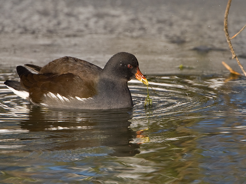 Gallinula chloropus Waterhoen Moorhen
